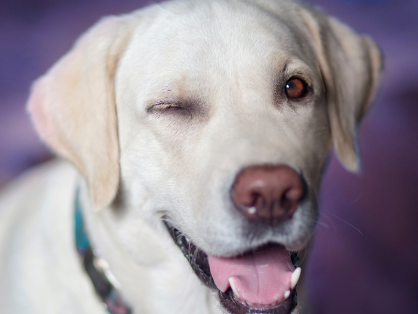 envío gratis ropa perros