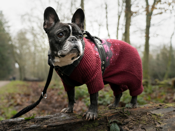 ropa para perros